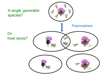 Diagram asking whether Chaetostomella cylindrica is a single generalist species or made up of host races