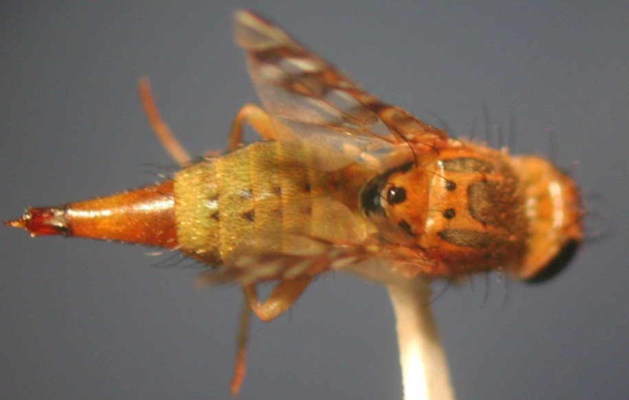 Close-up of a Chaetostomella cylindrica fly
