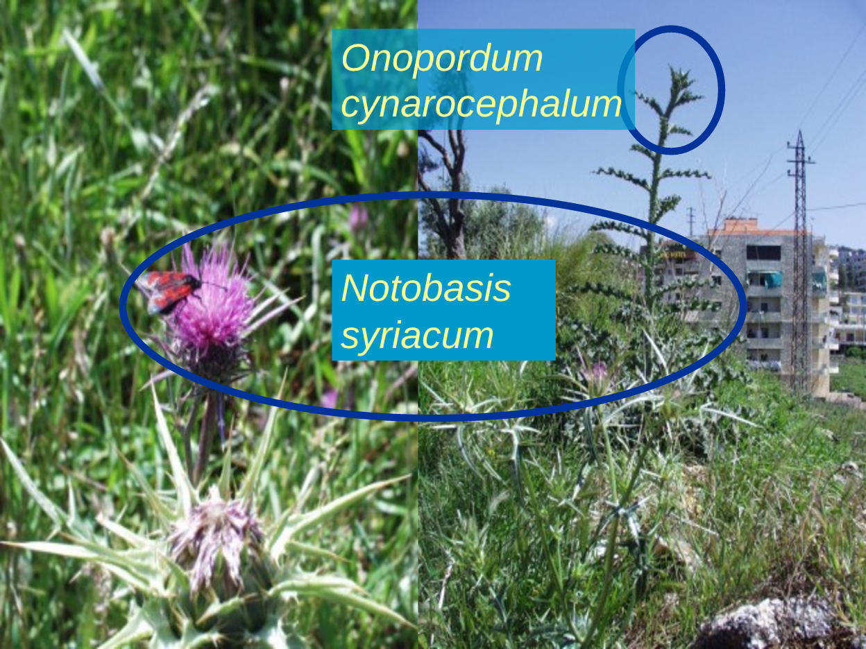 Comparison of the Notobasis syriacum and Onopordum cynarocephalum host plants in their natural habitat