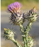 Notobasis syriaca, host plant of the Notobasis associated host race