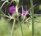 Onopordum species, host plant of the Onopordum associated host race