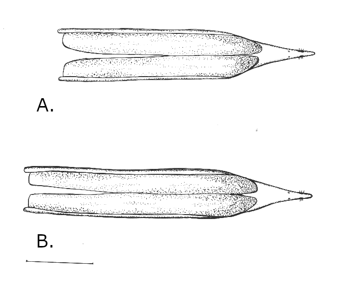 Ovipositor drawings of Chaetostomella cylindrica females from the Notobasis (A) and Onopordum (B) associated host races